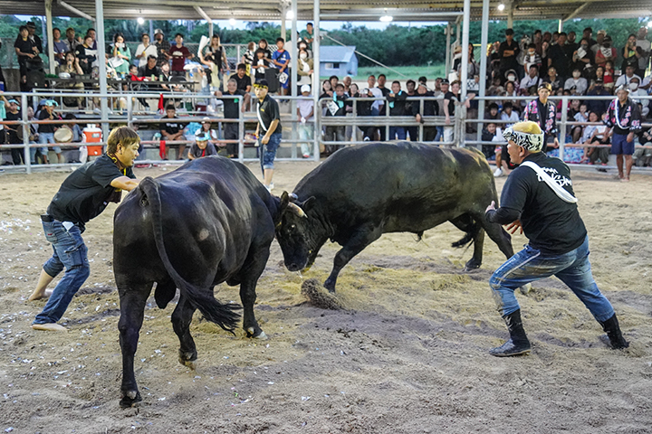 旧盆ナイター闘牛で注目の一番